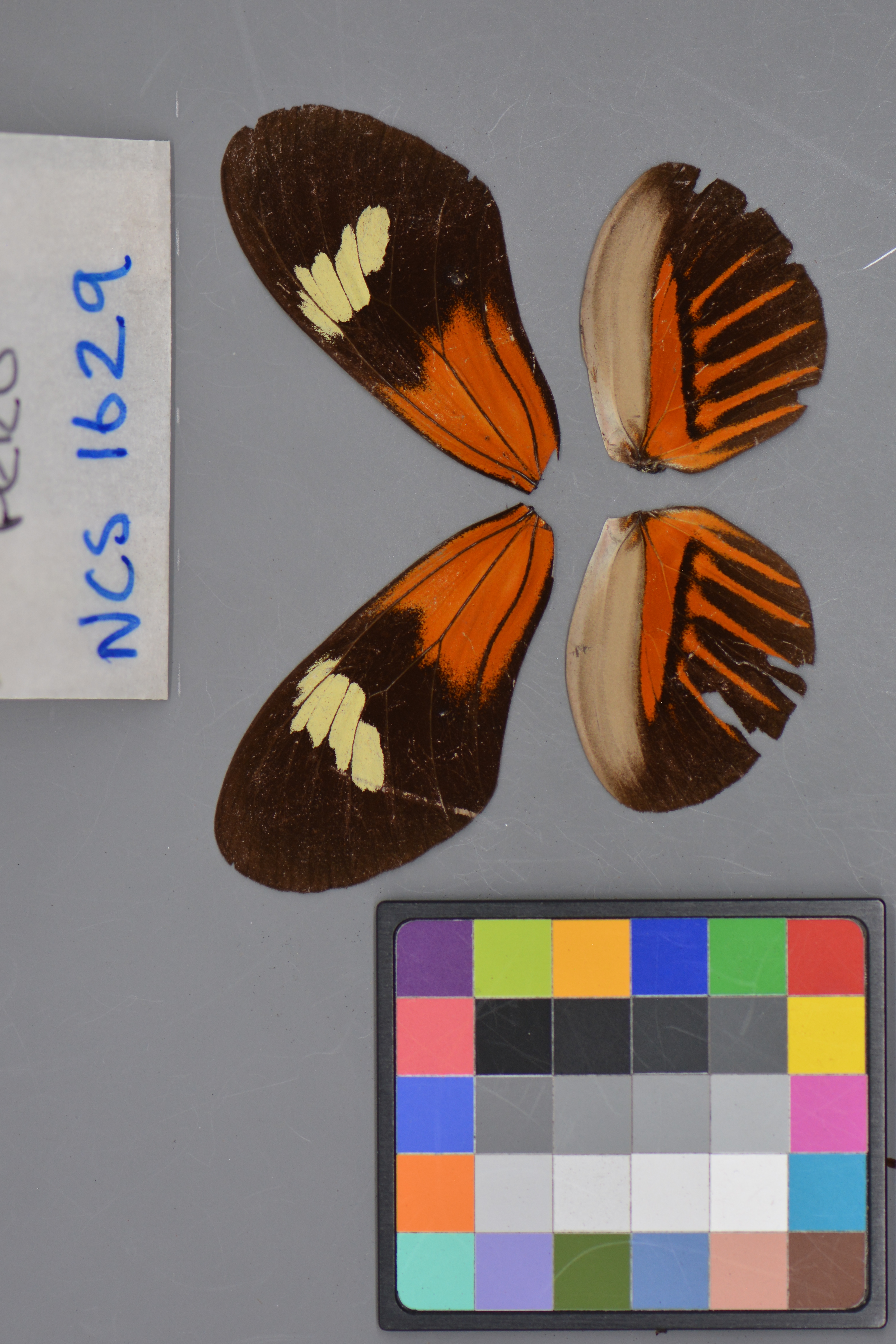 NCS_1629_D.JPG