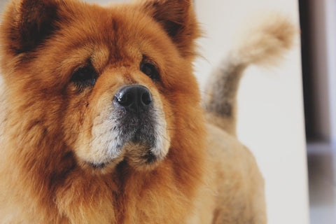 Race_de_chien_Chow_Chow_1_large.jpg