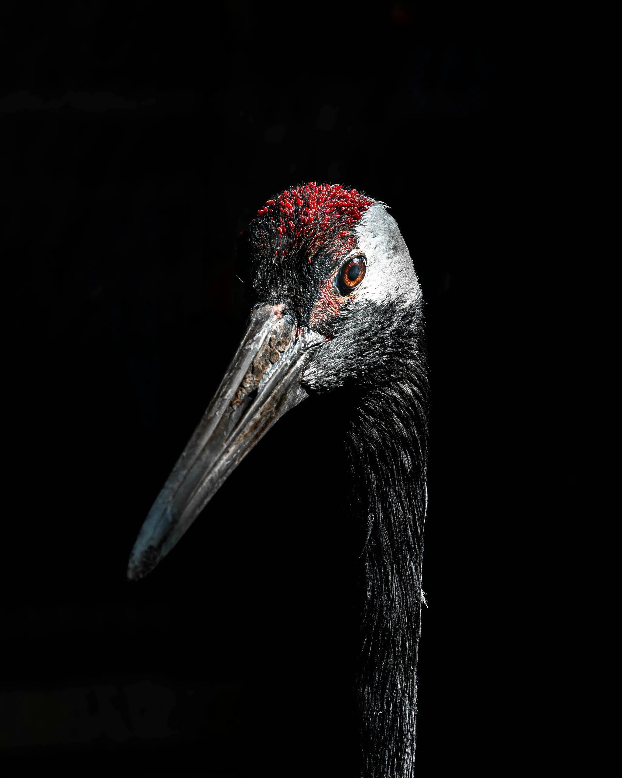bird.webp